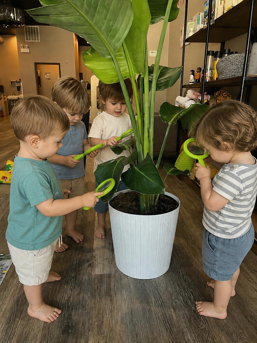 Four toddlers investigating a large classroom plant together with magnifying glasses at L&L Wicker Park.